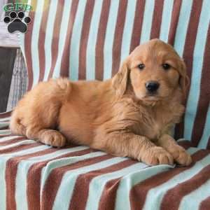 Calvin, Golden Retriever Puppy